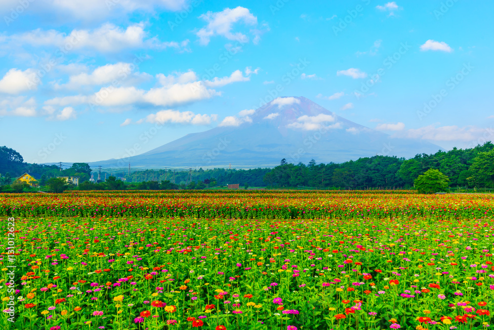 Fuji Mountain and zinnia