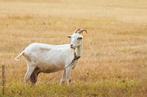 milk white goat grazing on a meadow