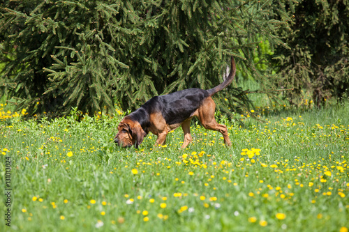 Nice bloodhound on meadow  photo