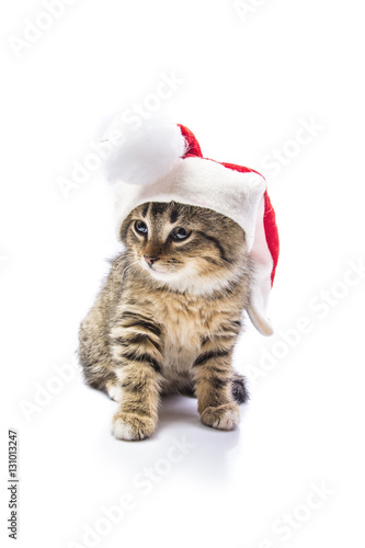 cat in the hat of Santa Claus  © shymar27