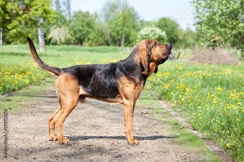Portrait of nice bloodhound photo