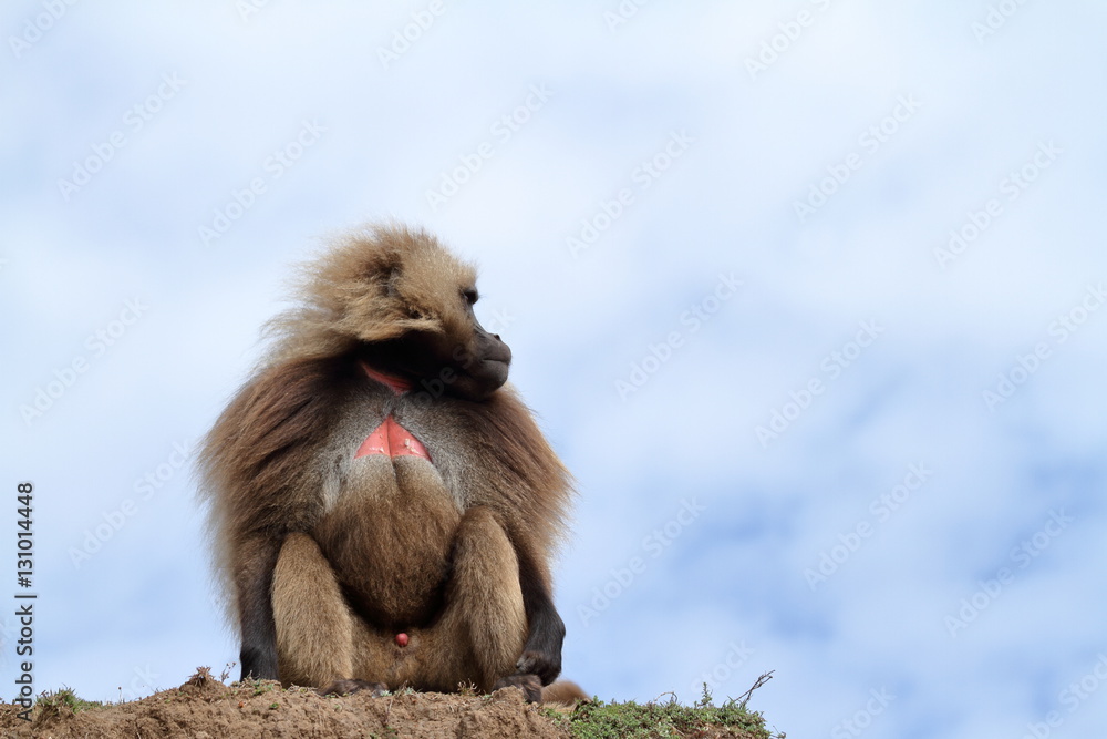 Naklejka premium Blutbrustpaviane in den Simien Bergen von Äthiopien 