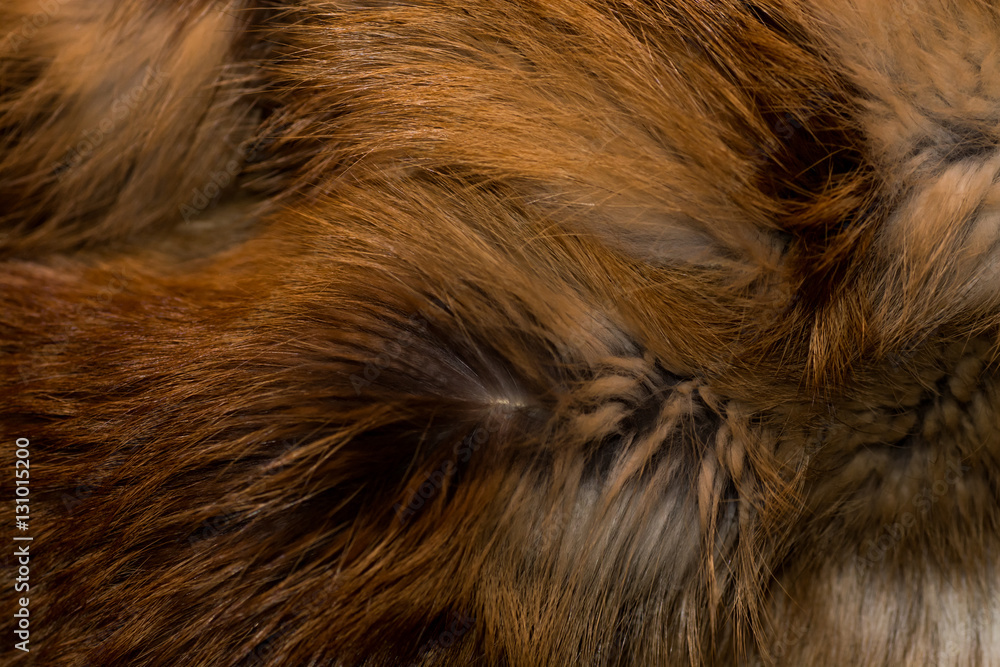 Classy and luxurious red fox fur Classy and luxurious red fox fur