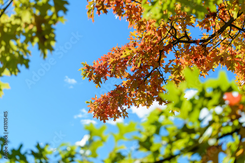Maple leaves on fall