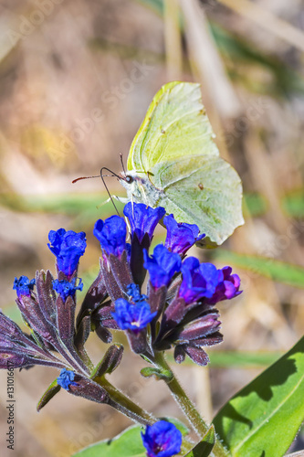 Butterfly Gonepteryx, the plant Pulmonaria dacica Simonk photo