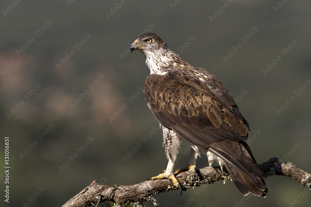 Female of Bonelli´s eagle on a branch of oak. Aquila fasciata Female of Bonelli´s eagle on a branch of oak. Aquila fasciata