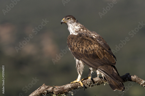Female of Bonelli´s eagle on a branch of oak. Aquila fasciata © Jesus
