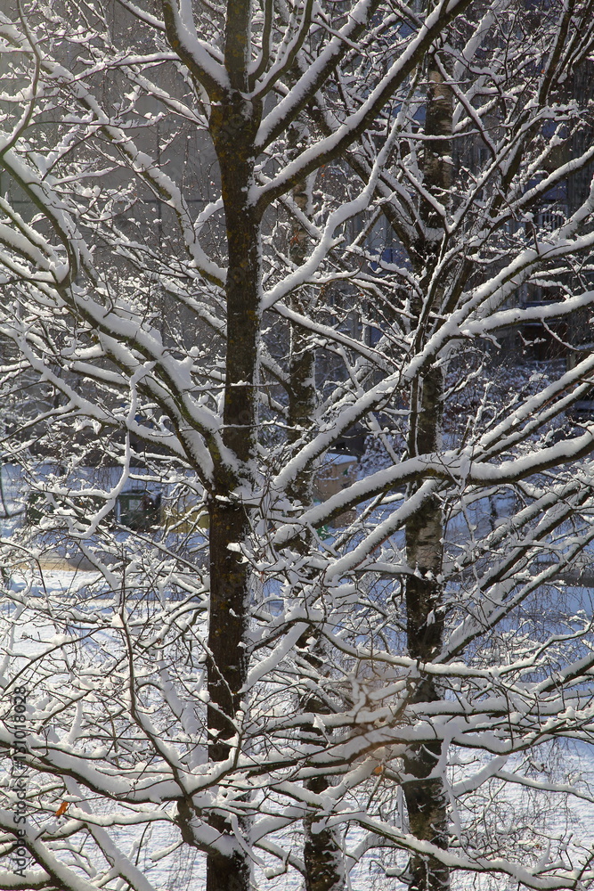Obraz premium Trees in winter