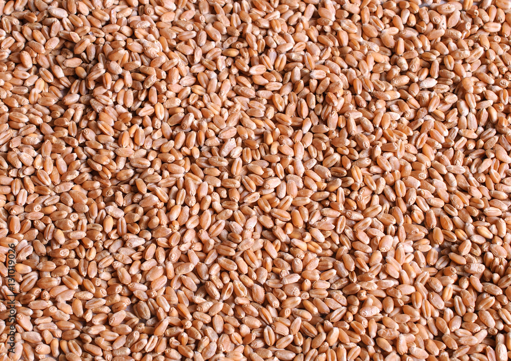 Background from wheat grain. Textural background Background from wheat grain. Textural background