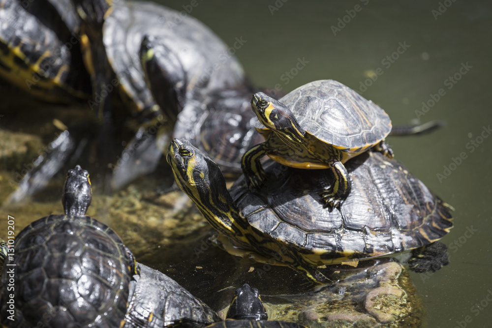 Western painted turtle (chrysemys picta) sitting on rock basking Western painted turtle (chrysemys picta) sitting on rock basking