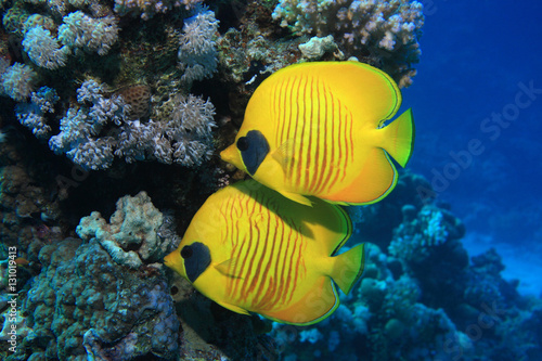 Canvastavla Masked butterflyfish