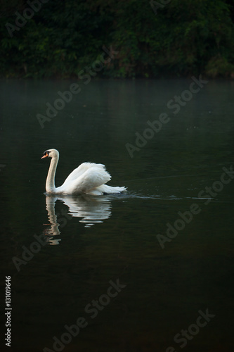 Single white swan swim elegancy in the steady still lake, Thailand