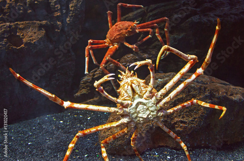 Claws of a giant crab - a threat, a danger, a caution.