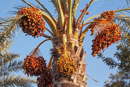 Hurricane causes great damage to crops of date palms.