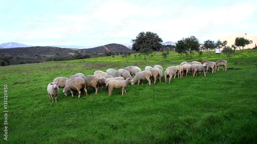 Flock of sheep breeding in the green grass mountain meadow. white sheep on sunny green pasture in a beautiful landscape in Huelva mountains, Andalusia, Spain Flock of sheep breeding in the green grass mountain meadow. white sheep on sunny green pasture in a beautiful landscape in Huelva mountains, Andalusia, Spain