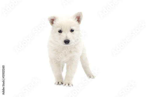 white Swiss Shepherd puppy