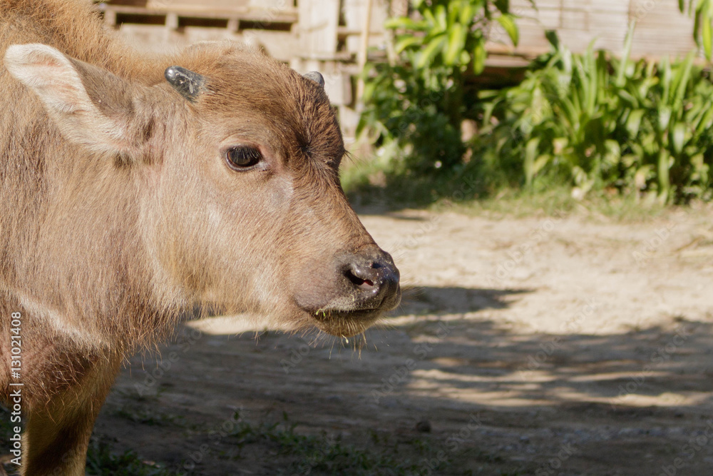 Fototapeta premium Closeup head calf, baby buffalo