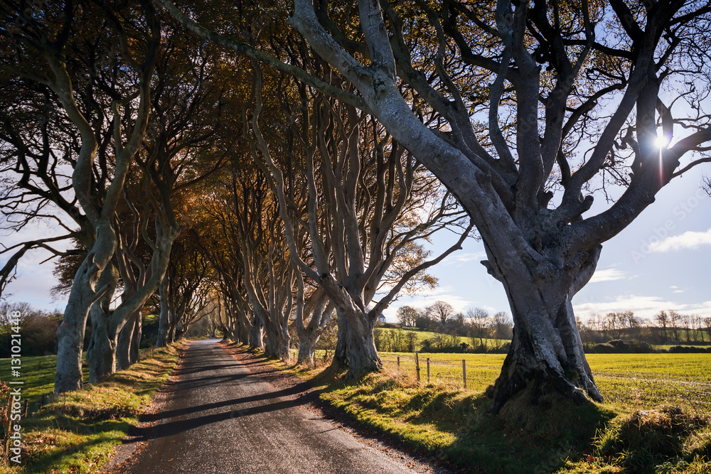 Obraz premium A famous location used as a film set for the Games of Thrones series, so called Dark Hedges, Northern Ireland