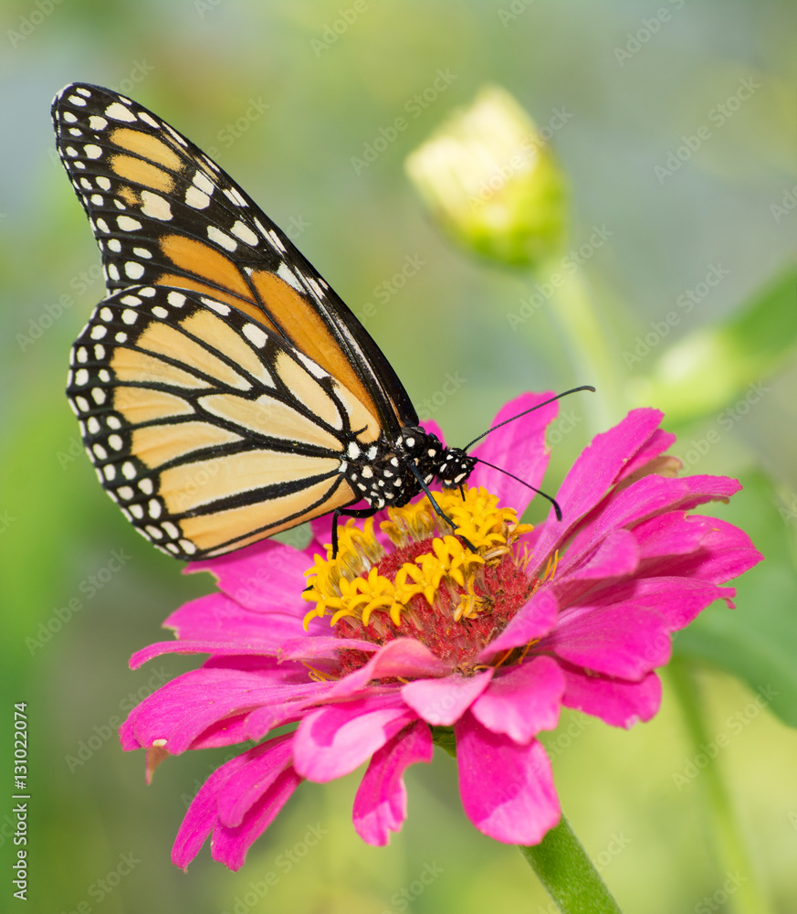 Monarch butterfly feeding on pink Zinnia flower in summer garden Monarch butterfly feeding on pink Zinnia flower in summer garden