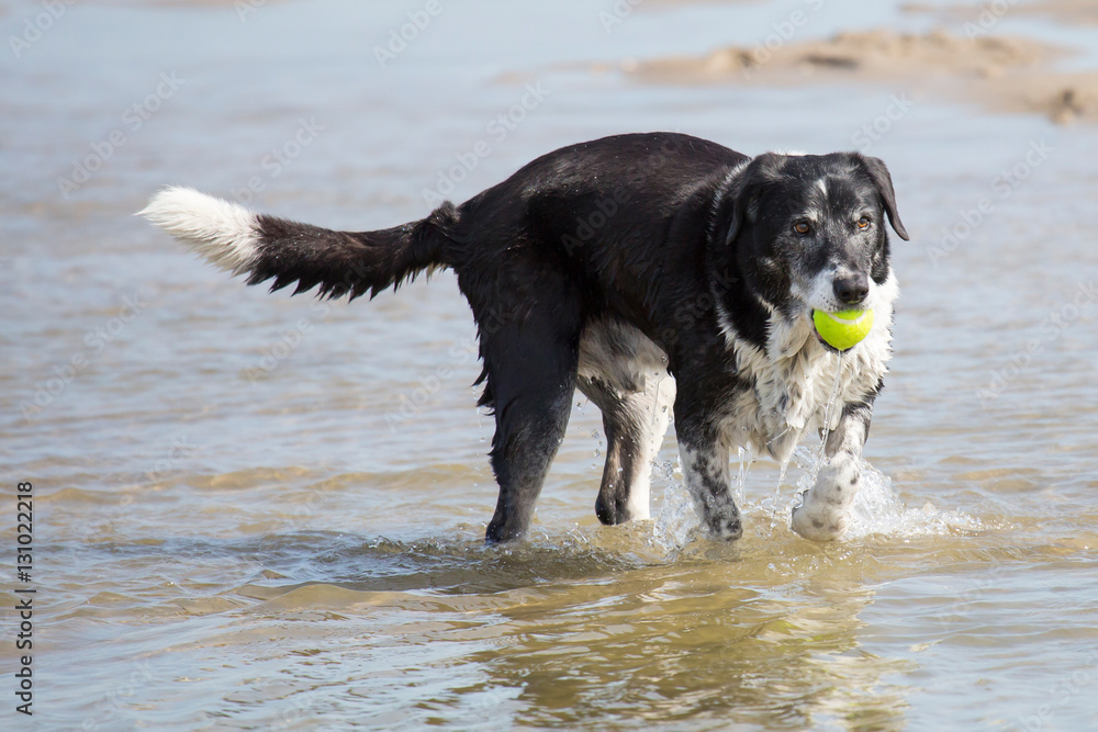 Hund spielt mit Ball im Meer Hund spielt mit Ball im Meer