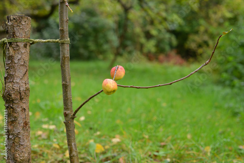 ein paar Äpfel photo