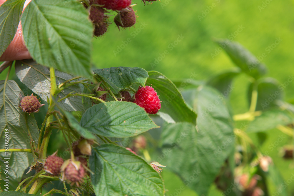 Obraz premium Framboises