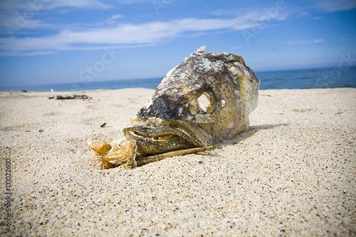 Fish Head on the Beach at Provincetown, Cape Cod