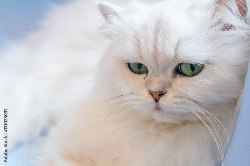 White Persian cats on blue chair White Persian cats on blue chair