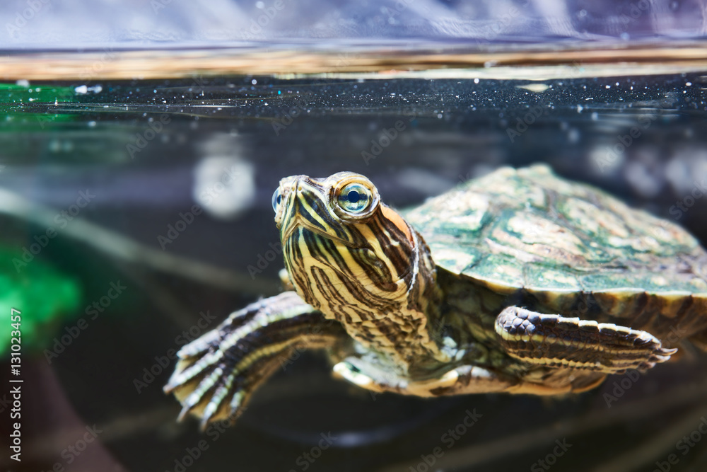 Naklejka premium Small red-eared turtle in water