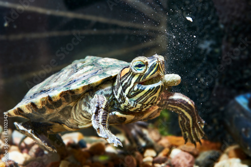 Red-eared turtle have dry feed