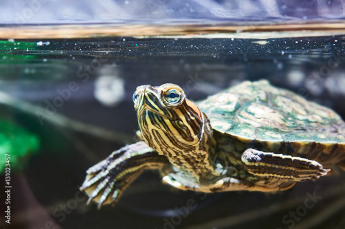 Small red-eared turtle in water