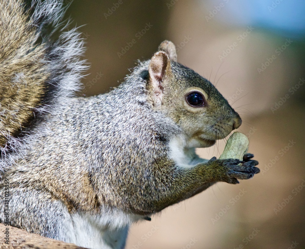 Obraz premium Beautiful isolated photo of a funny cute squirrel with a nut