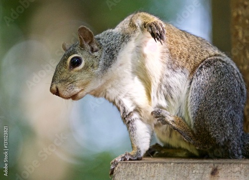 Beautiful isolated picture with a funny cute squirrel itching on the wooden hedge