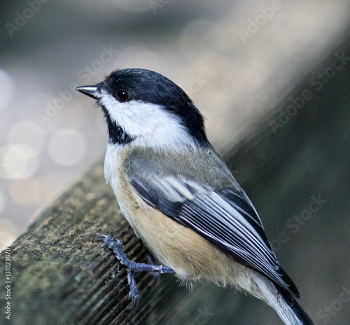 Beautiful isolated photo of a black-capped chickadee bird