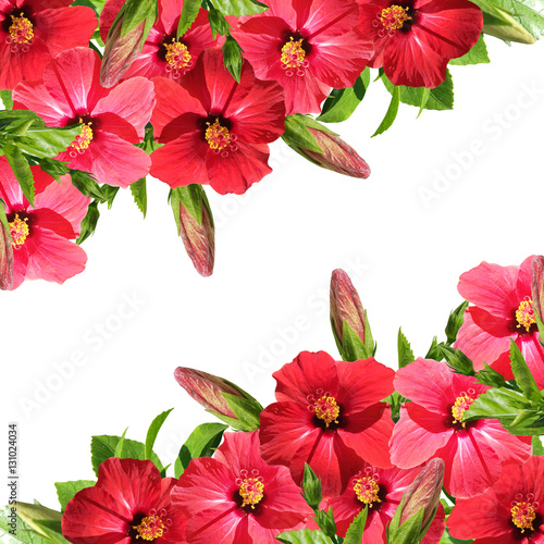 Beautiful floral background of red hibiscus 