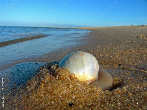 Moonsnail on the Beach photo