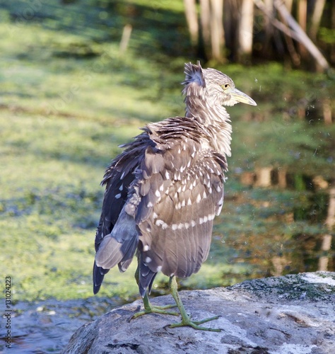 Isolated photo of a funny black-crowned night heron standing on a rock