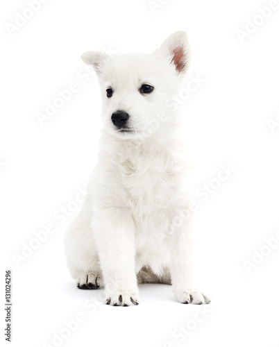 white Swiss Shepherd puppy