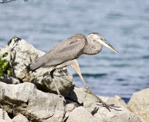 Beautiful isolated image with a funny great heron walking on a rock shore