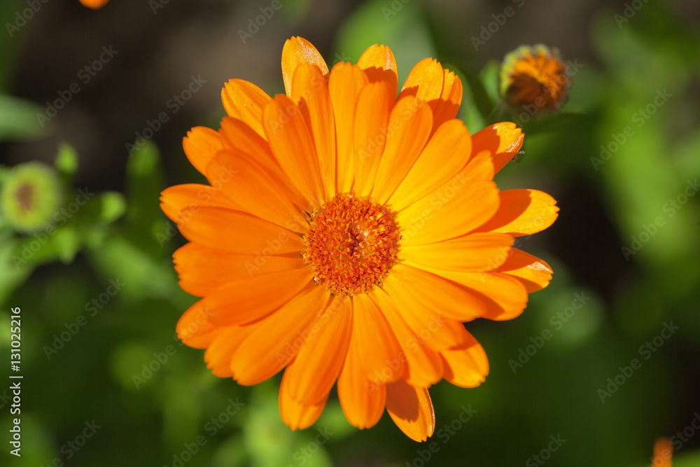 single blooming orange margold in garden on green background