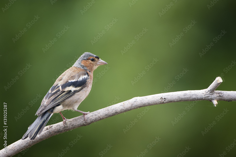 Pinzón vulgar (Fringilla coelebs) Pinzón vulgar (Fringilla coelebs)