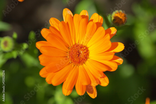 single blooming orange margold in garden on green background