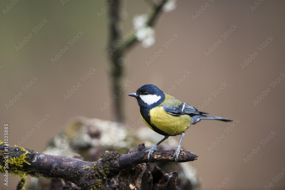 Obraz premium Carbonero común (Parus major)