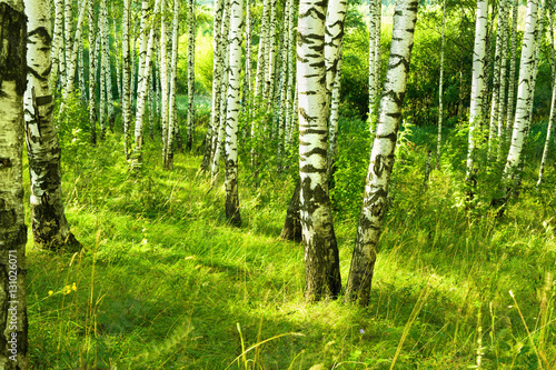 summer in sunny birch forest