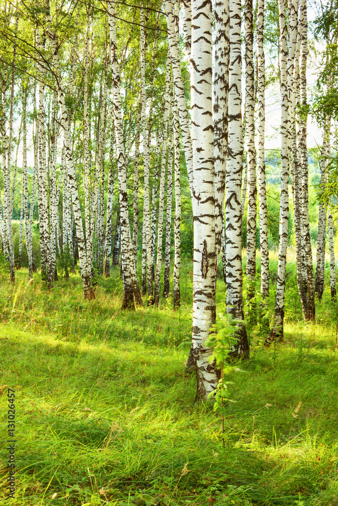 Obraz premium summer in sunny birch forest