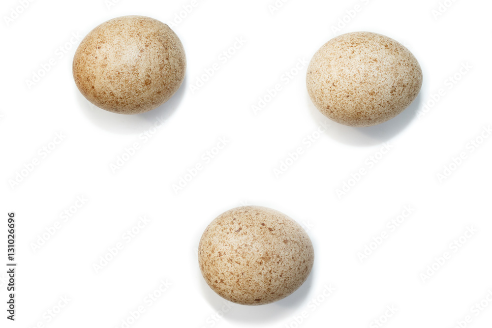 Falco subbuteo. The eggs of the Northern Hobby in front of white Falco subbuteo. The eggs of the Northern Hobby in front of white