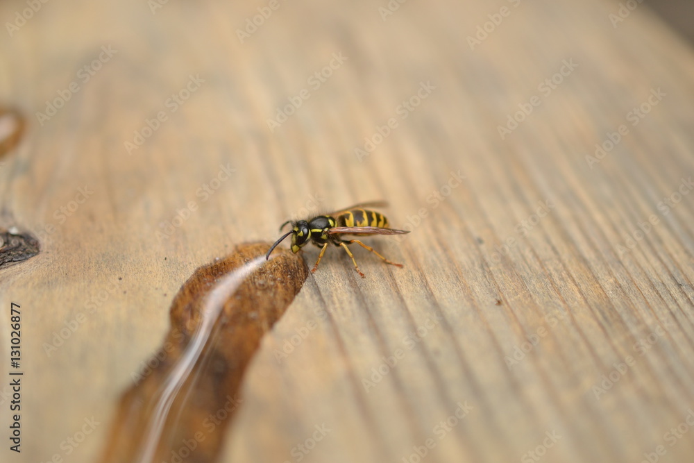 Obraz premium A bee drinking