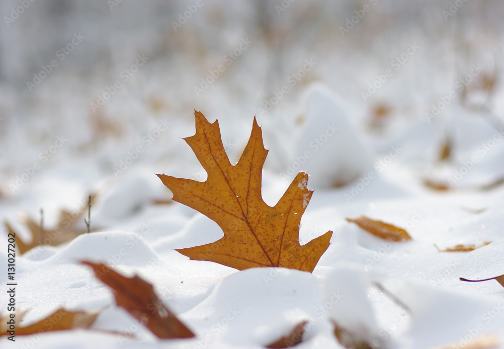 Yellow leaves in snow.