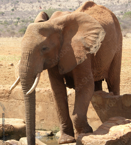 Elelphants in Kenya