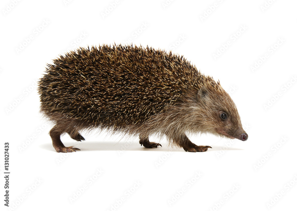 Obraz premium Hedgehog isolated on white
